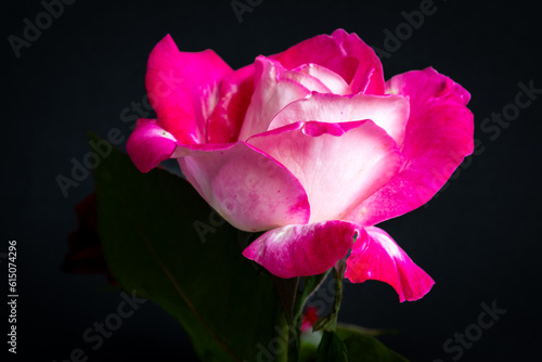 White rose with red edge on dark background