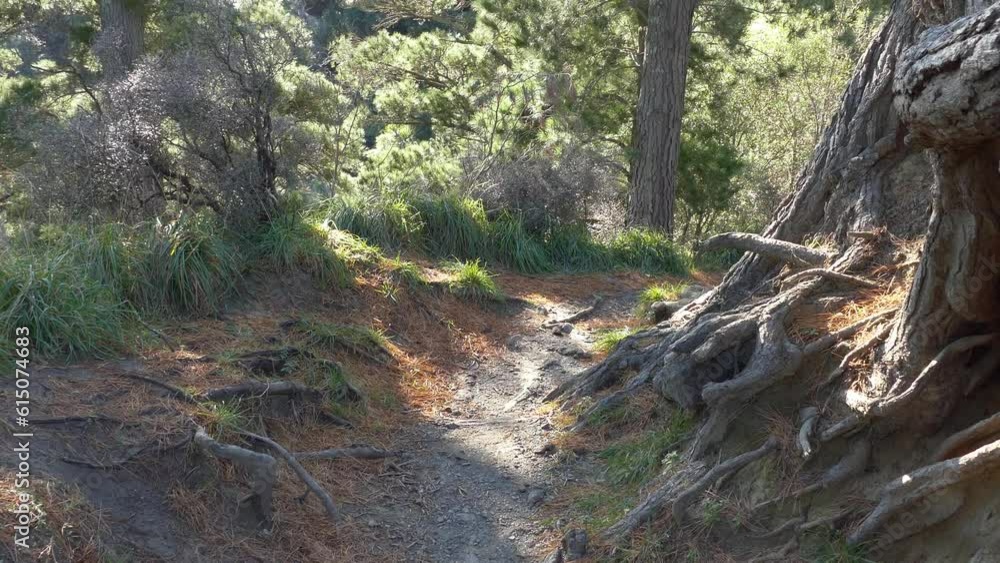 Slow walking on track past interesting exposed pine tree roots - Rakaia River Gorge Walkway (New Zealand) Slow walking on track past interesting exposed pine tree roots - Rakaia River Gorge Walkway (New Zealand)