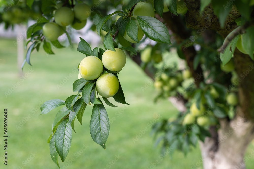Green plums on tree closeup