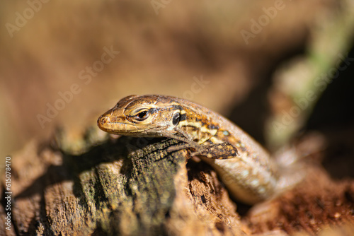 Young Tenerife lizard, (Gallotia galloti eisentrauti), leaning on a piece of wood, head portrait, close view