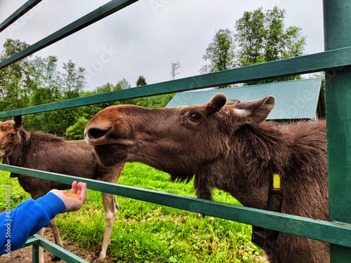 Quadro em tela A moose at the special moose farm in Kostroma region in forest in Russia