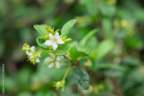 White flowers of Fukien Tea or Philippine Tea (Carmona Retusa) are blooming on flower stalks in the decorative garden plants