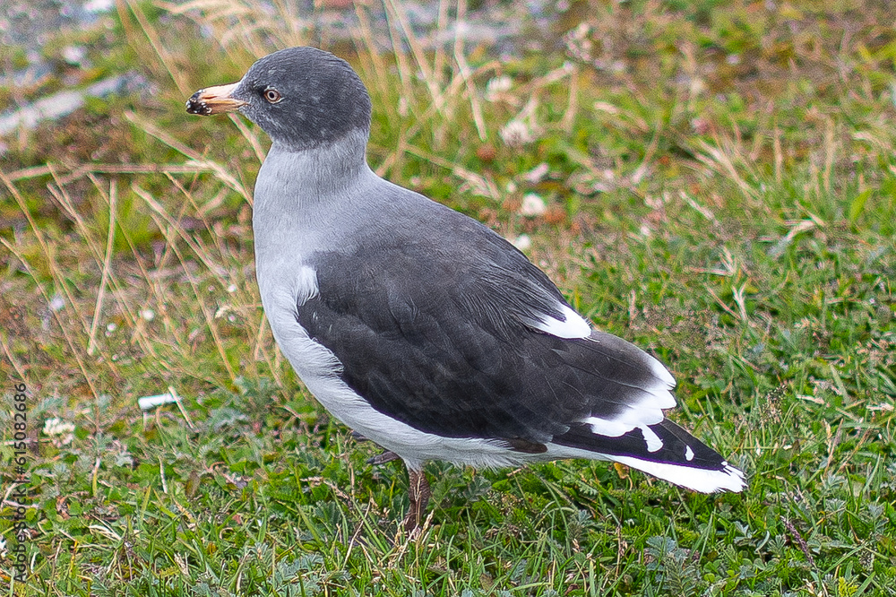 The dolphin gull Leucophaeus scoresbii is a gull native to southern Chile and Argentina and the Falkland Islands