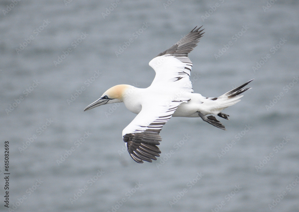 seagull in flight