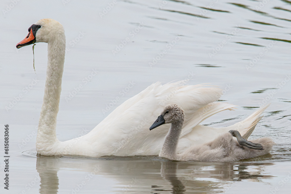 Naklejka premium mute swan (Cygnus olor) member of the common Anatidae waterfowl in aiguamolls emporda mediterranean girona spain swimming next to its young