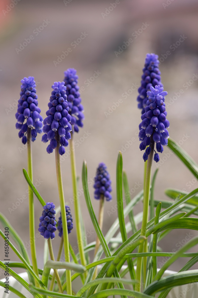 Fototapeta premium Muscari armeniacum ornamental springtime flowers in bloom, Armenian grape hyacinth flowering blue plants in the garden