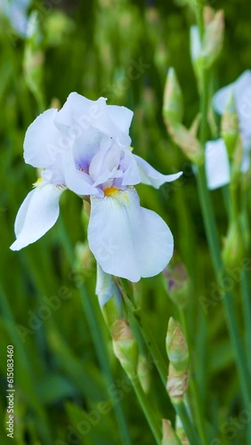 Iris flower blooming
