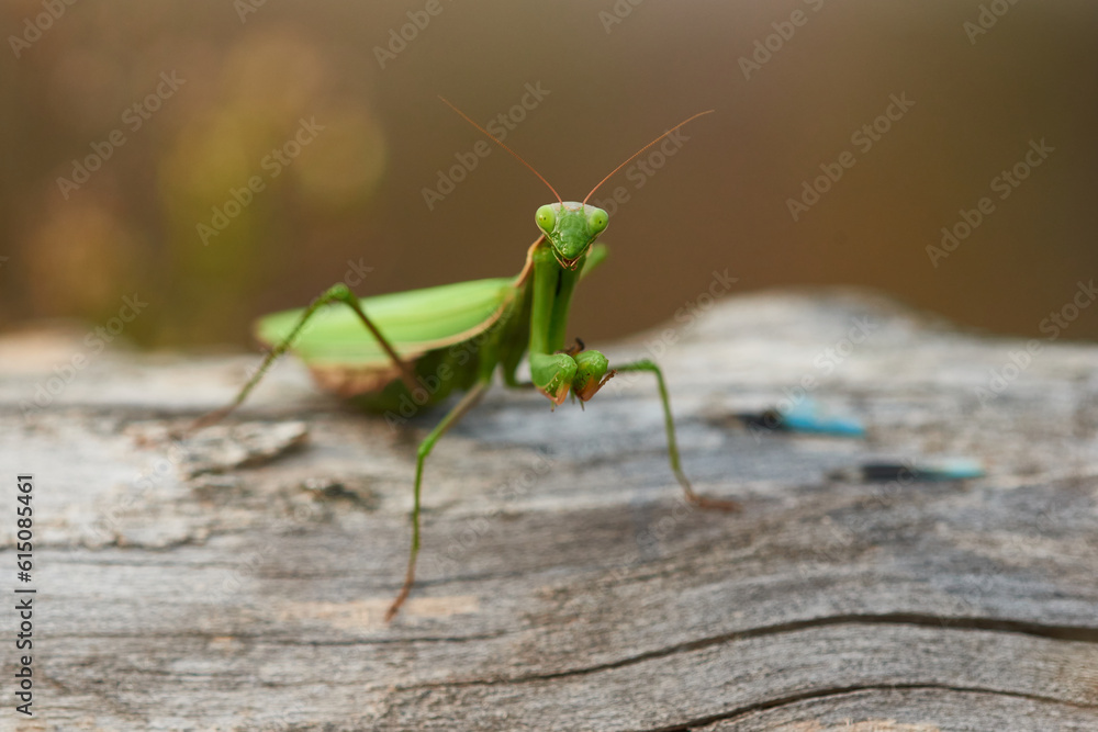 Europäische Gottesanbeterin (Mantis religiosa) mit erbeuteter Blauflügeliger Ödlandschrecke Europäische Gottesanbeterin (Mantis religiosa) mit erbeuteter Blauflügeliger Ödlandschrecke