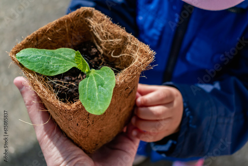 Baby's hands holding a zuchini sprout in biodagradable pot, fine motor skills development, outside activity photo