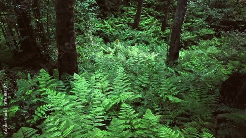 Aerial view flying slowy above a nice green fern forest