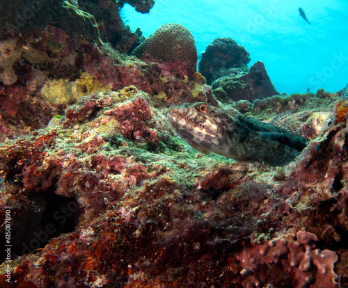 A sand Lizardfish resting on rocks Boracay Island Philippines