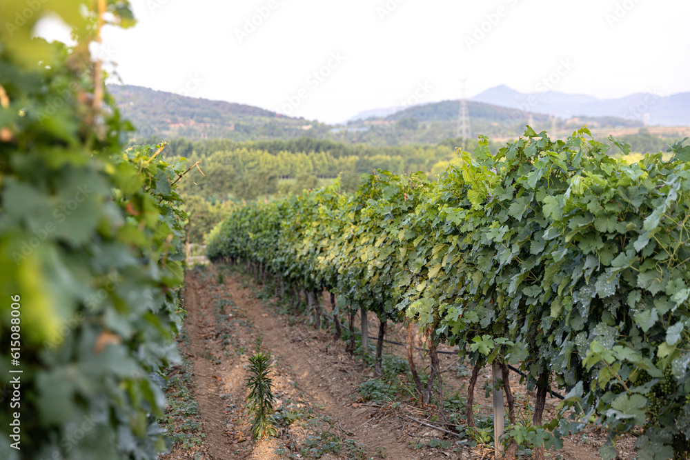 Grape field vine winery grapevine