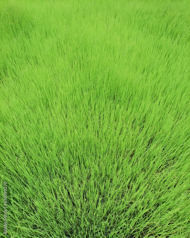 Picture of fresh green sprouts of rice plants in terraced rice fields at Mount Inthanon, Chiang Mai. Picture of fresh green sprouts of rice plants in terraced rice fields at Mount Inthanon, Chiang Mai.