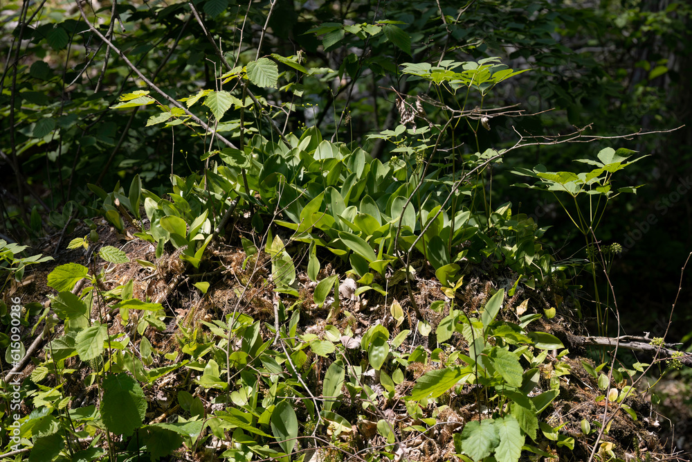 Bluebead lily (Clintonia borealis) is commonly known as bluebead or yellow clintonia Bluebead lily (Clintonia borealis) is commonly known as bluebead or yellow clintonia
