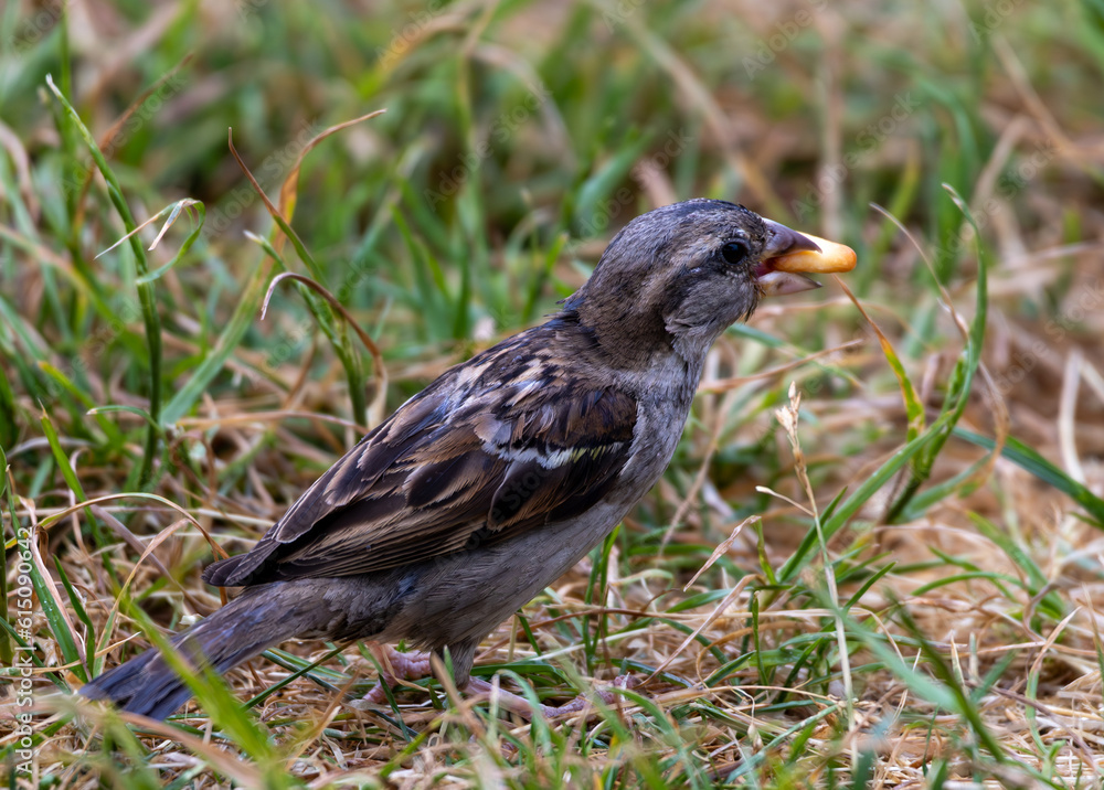 Forest Sparrow Feeding Forest Sparrow Feeding