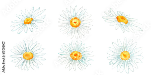 chamomile flowers watercolor