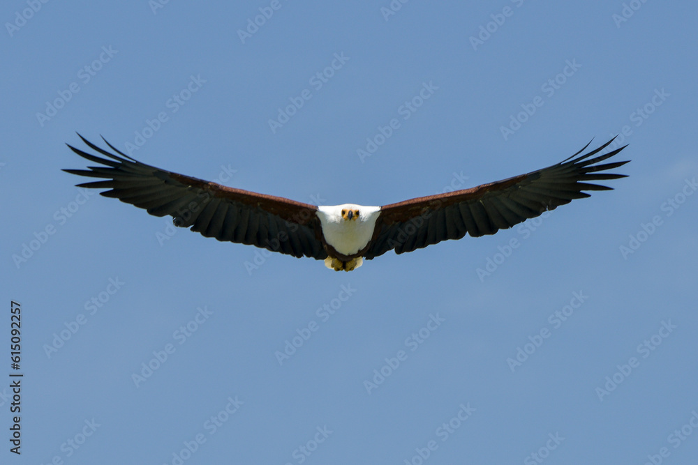 Obraz premium Pygargue vocifère, Pygargue vocifer, African Fish Eagle, Aigle pêcheur d'Afrique, Haliaeetus vocifer, Afrique