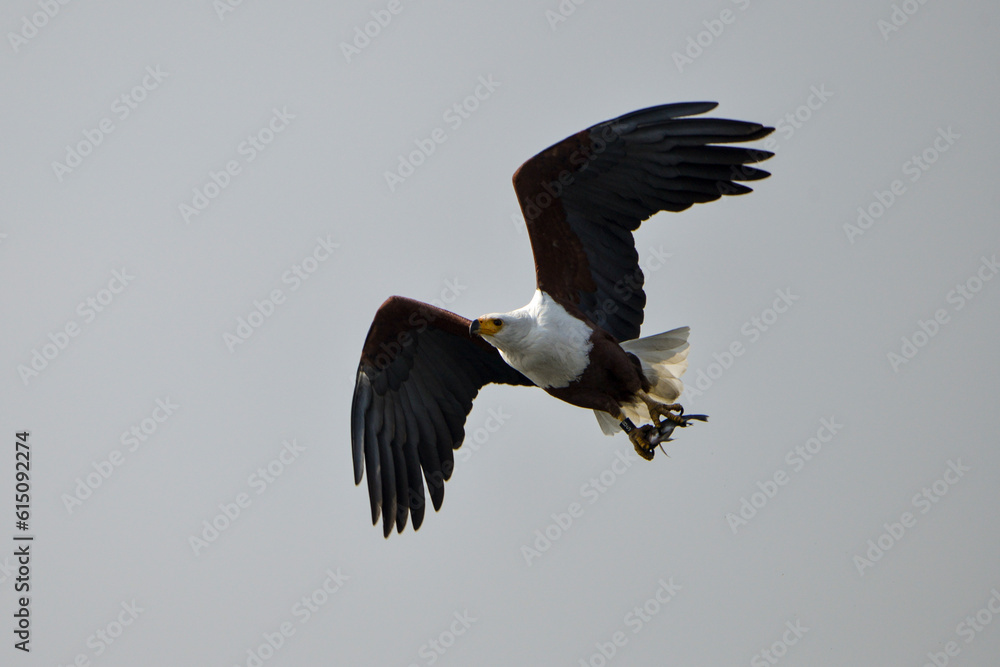 Obraz premium Pygargue vocifère, Pygargue vocifer, African Fish Eagle, Aigle pêcheur d'Afrique, Haliaeetus vocifer, Afrique