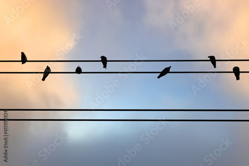 birds on a electric cable wire