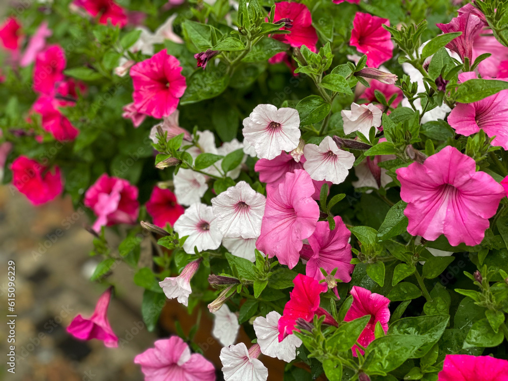 Beautiful blooming mixed pink and white Petunia bells flowers close up, floral wallpaper background with blooming petunias flowers