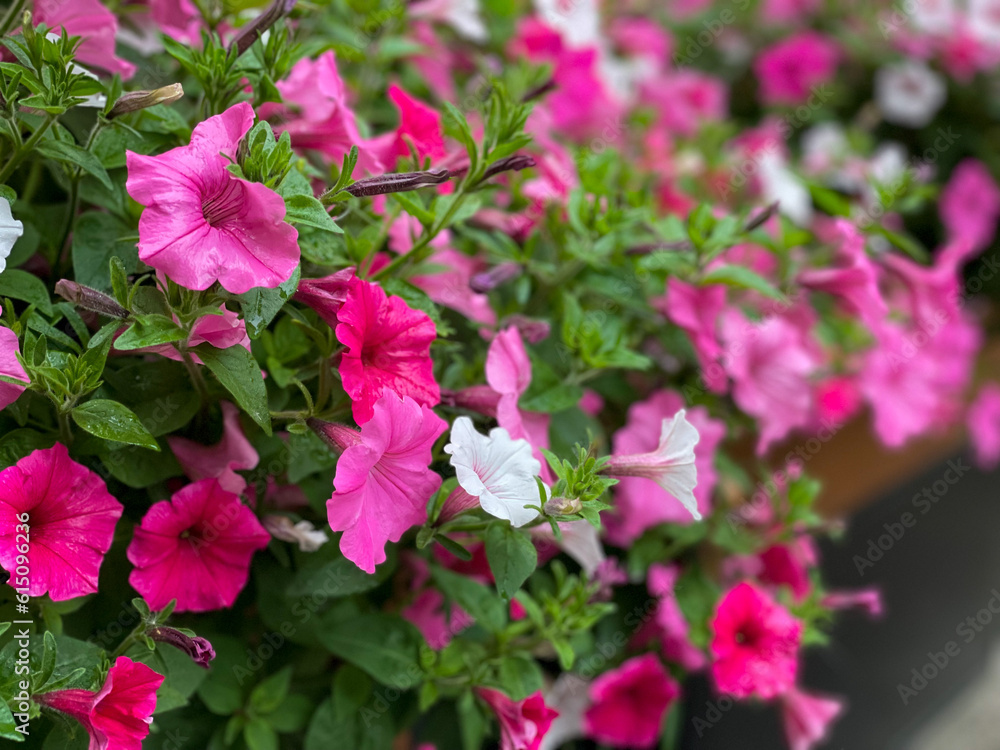 Beautiful blooming mixed pink and white Petunia bells flowers close up, floral wallpaper background with blooming petunias flowers Beautiful blooming mixed pink and white Petunia bells flowers close up, floral wallpaper background with blooming petunias flowers