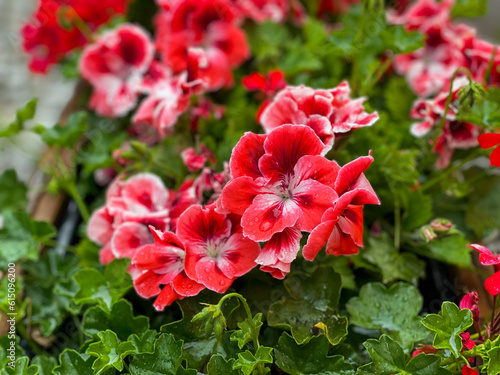 Red and white pelargonium geranium flowers close up