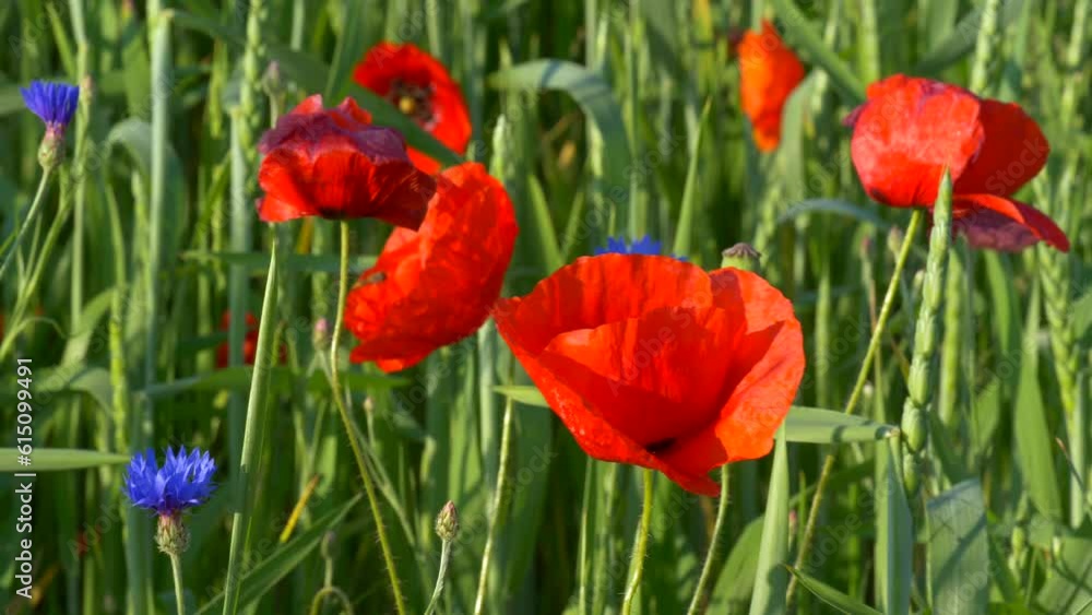 Blühende Mohnblumen (Papaver rhoeas) und Kornblumen (Centaurea cyanus) in einem Getreidefeld, Bayern, Deutschland Blühende Mohnblumen (Papaver rhoeas) und Kornblumen (Centaurea cyanus) in einem Getreidefeld, Bayern, Deutschland