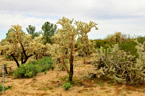 Cholla cactus  Sonora Desert  Mid Spring