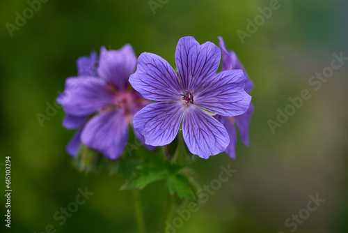 Pracht-Storchschnabel (Geranium magnificum) 