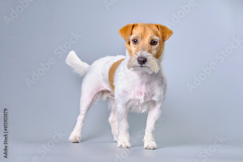Jack Russell terrier dog after trimming and neat formation of the muzzle with a small beard close-up © Ihar