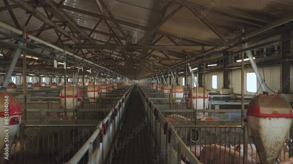 Pig farm, pig pens, pig breeding complex Pig farm, pig pens, pig breeding complex