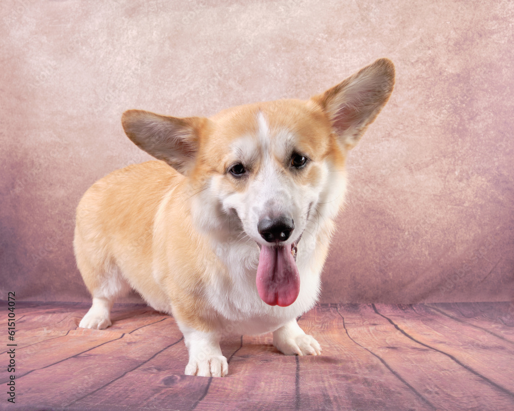 A young Welsh corgi of the Pembroke breed on a vintage background with the tongue out in the rack