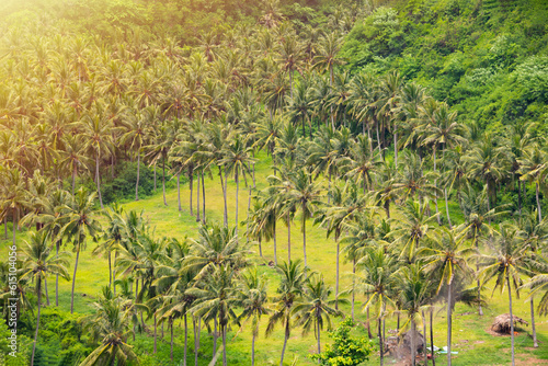 Lush palm tree forest on Bali island, Indonesia