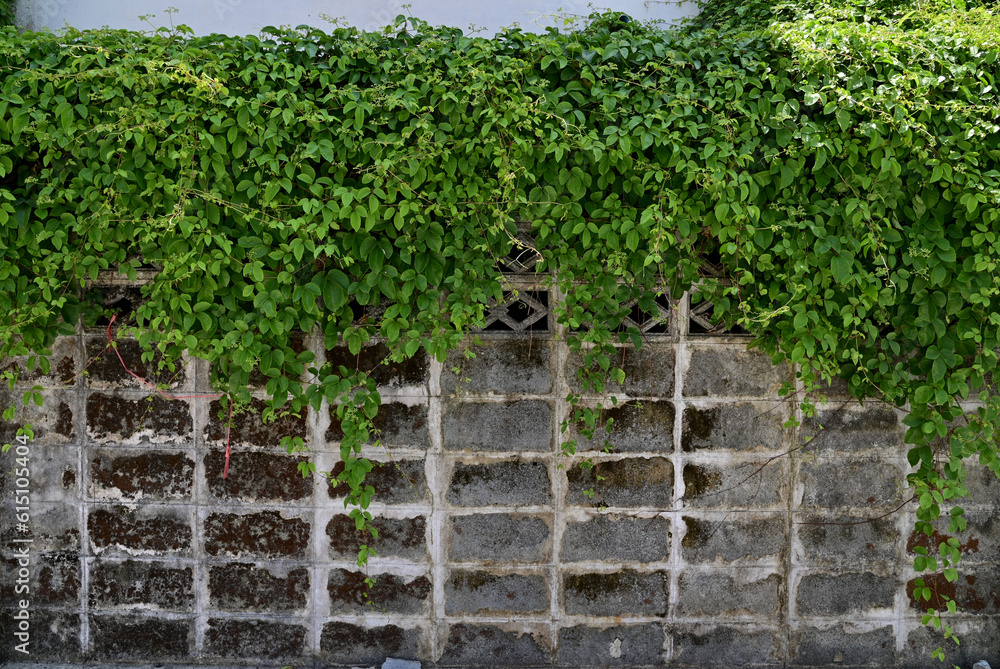 Close up of green climber plant on wall natural with natural background at Thailand.