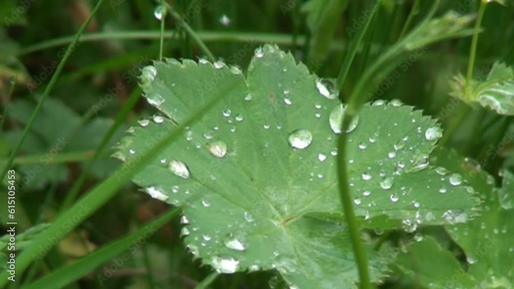 rain drops on the grass rain drops on the grass