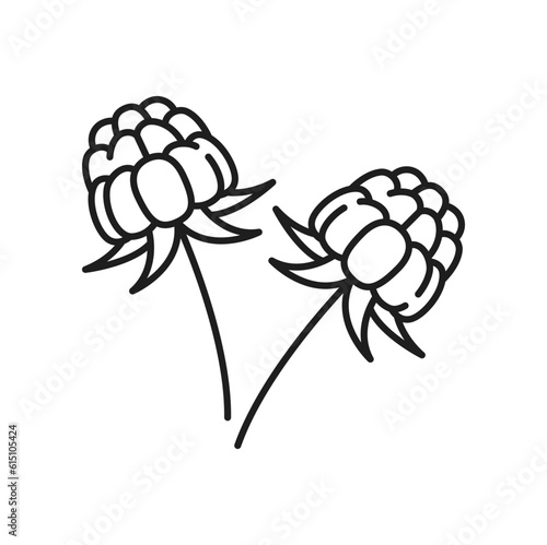 Cloudberry with leaves isolated thin line icon. Vector outline nordic berry, bakeapple, aqpik, low-bush salmonberry, knotberry, averin or evron