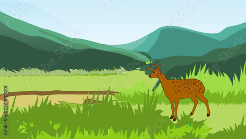 deer in the Hill area