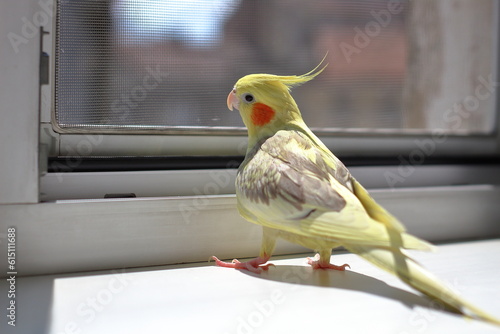 Parrot looks outside through the mesh on the window