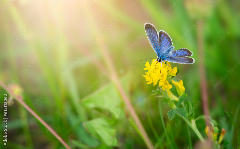 Blue butterfly sitting on yellow flower. Copy space, close up Blue butterfly sitting on yellow flower. Copy space, close up