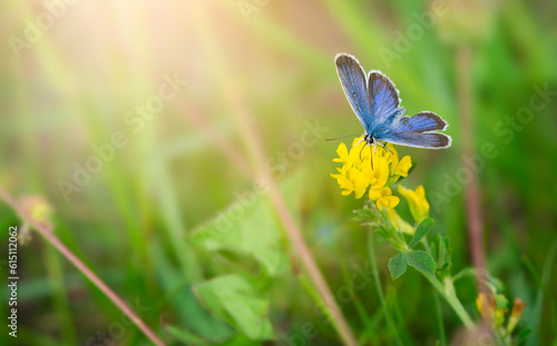Blue butterfly sitting on yellow flower. Copy space, close up © Tania