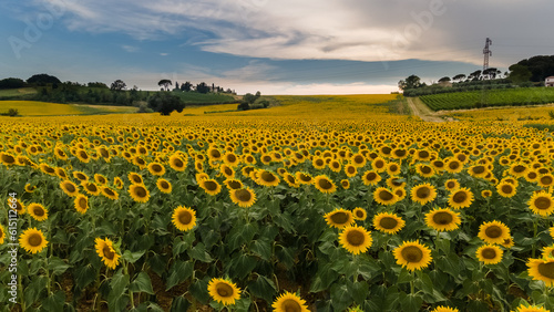 Sunflower field on the hills of Tuscany
