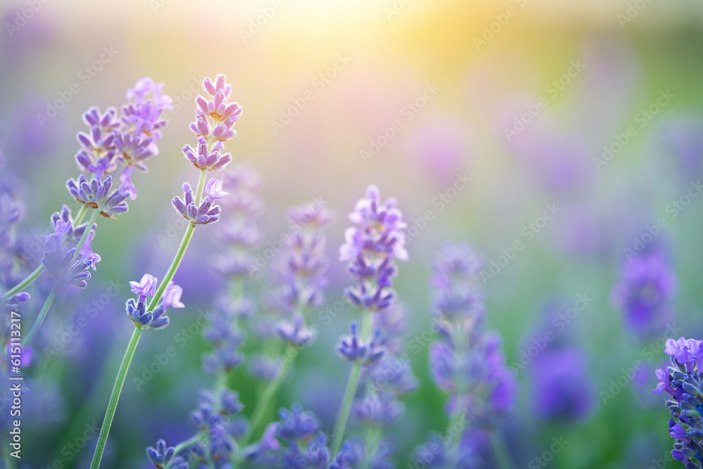 Obraz premium Lavender flowers blooming on sunset sky. Natural background, copy space
