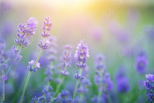 Lavender flowers blooming on sunset sky. Natural background, copy space © Tania