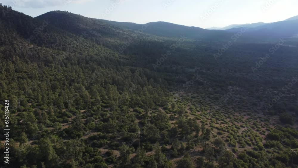 Aerial View of Pine Trees in Lockwood Valley, Los Padres National Forest, Ventura County Aerial View of Pine Trees in Lockwood Valley, Los Padres National Forest, Ventura County