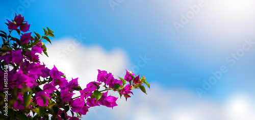 Summer travel banner background  tbeautiful blooming ropical flower 