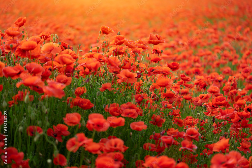 Field of red poppy flowers. Natural background.