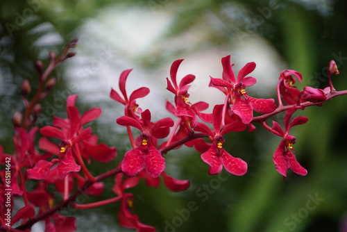 Renanthera imschootiana, also known as Red Vanda is a species of orchid occurring from the eastern Himalaya to China (southeastern Yunnan) and Vietnam. Hanover – Berggarten, Germany.