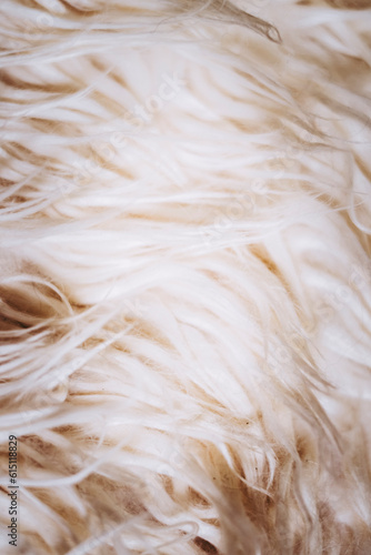Close-up sur les poils d'une peau de mouton - Arrière plan texture duveteuse beige