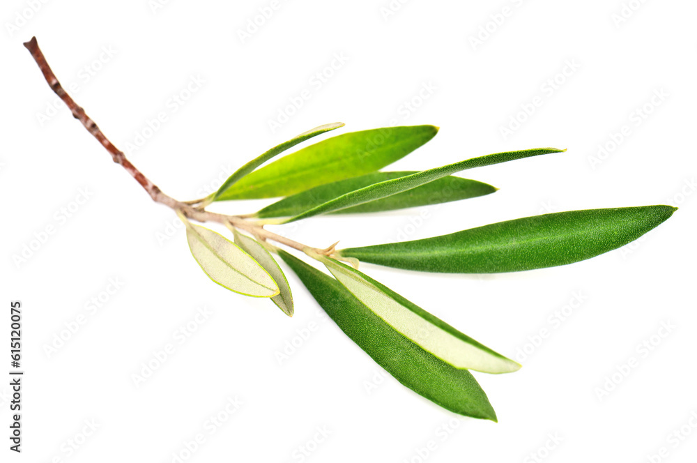 Obraz premium Green olive branch twig on white background