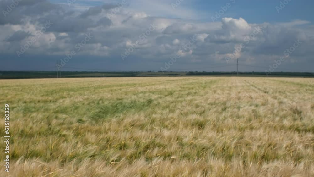 gold wheat on the agriculture field, blue stormy clouds sky on the background gold wheat on the agriculture field, blue stormy clouds sky on the background